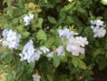 Plumbago auriculata